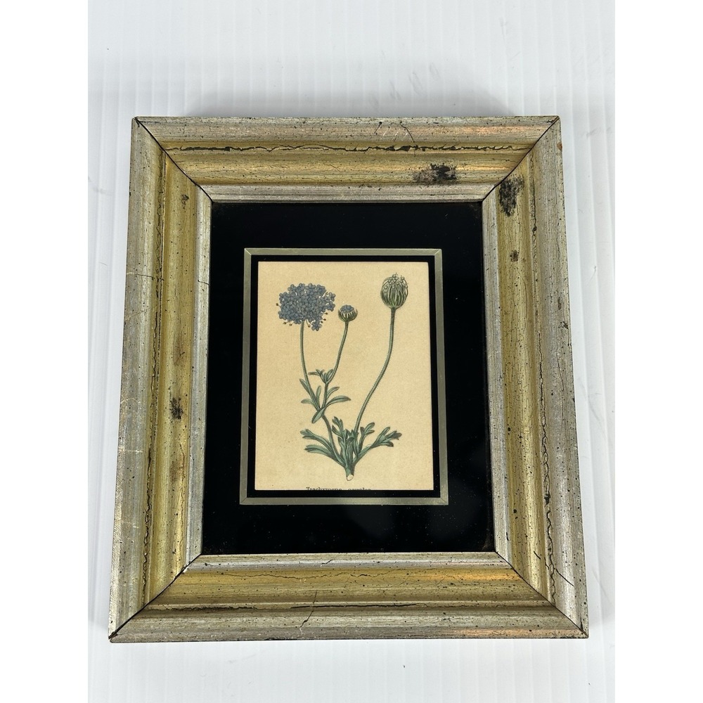 Vintage Original‎ Hand Colored Botanical Print Framed Blue Daisy Flower Art 1956